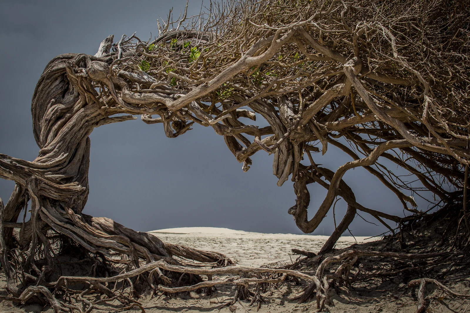Árbol de la Pereza, de ramas retorcidas por el viento